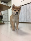 Prod�m �t��ata shiba inu