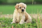 �t��ata Schnoodle na prodej.