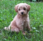 �t��ata Schnoodle na prodej.