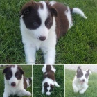 Prod�m �t��ata border kolie