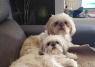 Shih Tzu �t��ata na prodej