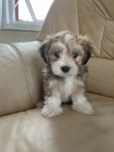 �t��ata havanese na prodej.