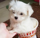 malt�zsk� �t��ata na prodej.