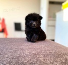 Prod�m �t��ata mini toy pudla