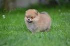 pomeranian KR�SN� �t���tka