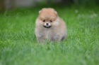 pomeranian KR�SN� �t���tka