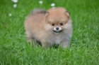 pomeranian KR�SN� �t���tka
