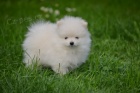 pomeranian KR�SN� �t���tka