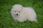 pomeranian KR�SN� �t���tka