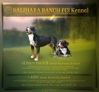 Entlebu�sk� sala�n�cky pes