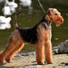 Erdelteri�r KR�SN� �t���tka