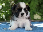 Shih-tzu, �i-tzu �t���tka s PP FCI