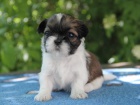 Shih-tzu, �i-tzu �t���tka s PP FCI