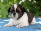 Shih-tzu, �i-tzu �t���tka s PP FCI