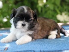 Shih-tzu, �i-tzu �t���tka s PP FCI