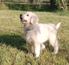 Slovensk� �uva� - �t���tko - pejsek s Pr�kazem p�vodu