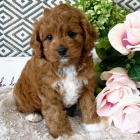 Prod�m �t��ata Cavapoo.