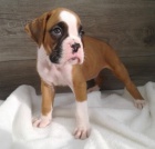 Prod�m �t��ata n�meck�ho boxera.