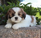 Prod�m �t��ata SHIH TZU