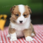 Prod�m �t��ata Pembroke Welsh Corgi.