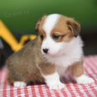 Prod�m �t��ata Pembroke Welsh Corgi.