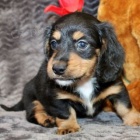 Prod�m �t��ata dlouhosrst�ch jezev��k�