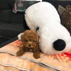 Prod�m �t��ata mini toy pudla