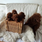 Miniaturn� pudl TOP �t��ata