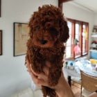 Miniaturn� pudl TOP �t��ata