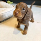 Dlouhosrst� �t��ata miniaturn�ho jezev��ka