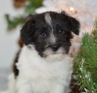 Prod�m �t��ata mal�ho kn�ra�e.