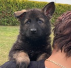 N�meck� ov��k �t��ata mohutn�