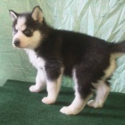 Prod�m rozko�n� �t���tka sibi�sk�ho huskyho s kr�sn�ma modr�ma o�ima.