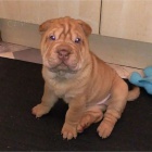 Prod�m zdrav� �t��ata o�kovan� shar-pei.