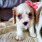 Prod�m mini o�kovan� �t��ata Kaval�r King Charles Spaniel.