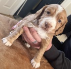 Prod�m �t��ata anglick�ho kokr�pan�la.