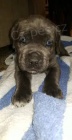 Prod�m �t��ata Cane Corso.