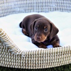 Prod�m zdrav� �t��ata trpasli��ch kr�tkosrst�ch jezev��k�