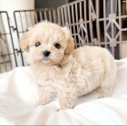 Prod�m �t��ata mini toy pudla