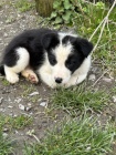 Prod�m �t��ata border kolie