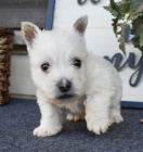 �t��ata West Highland