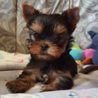 Prod�m �t��ata jork��rsk�ho teri�ra.