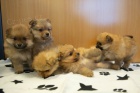 Prod�m �t��ata pomeraniana.