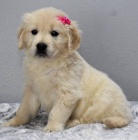 Prod�m �t��ata zlat�ho retr�vra.