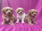 Prod�m �t��ata Maltipoo.