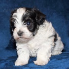 Prod�m �t��ata mal�ho kn�ra�e.