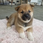 Prod�m �t��ata shiba inu