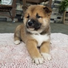Prod�m �t��ata shiba inu