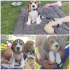 �t��ata b�gla na prodej.