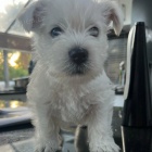 Prod�m mini mini �t��ata West Highland White Terriers